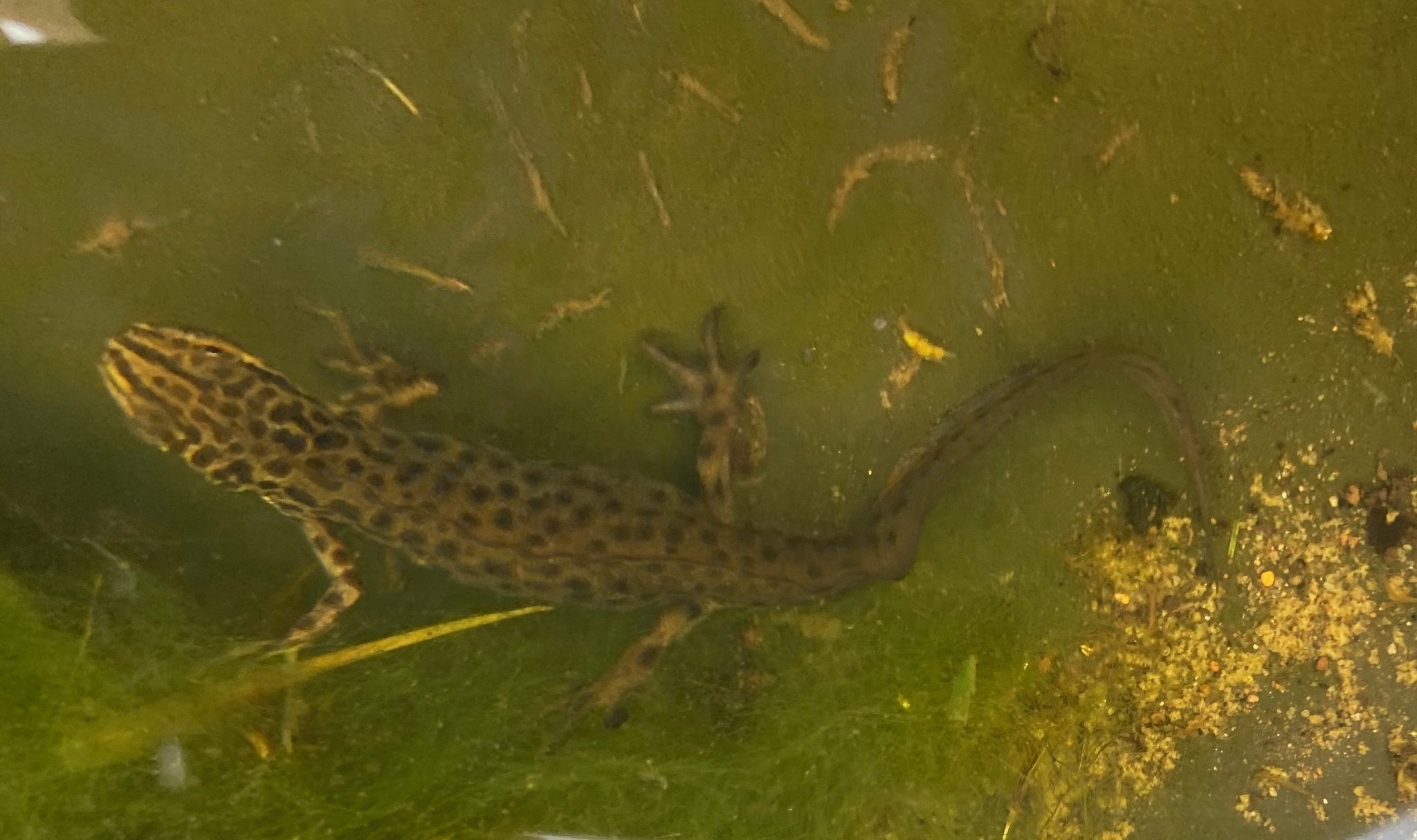 HOW AND WHEN DO NEWTS MATE? – Celia Haddon