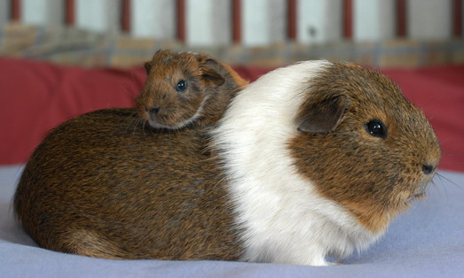 SHOULD I NEUTER MY GUINEA PIGS? – Celia Haddon