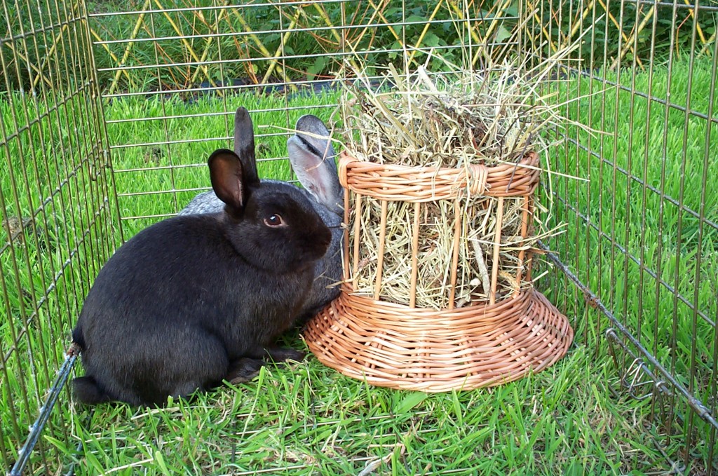 WHAT IS FUN FOR A RABBIT TOYS AND GAMES Celia Haddon