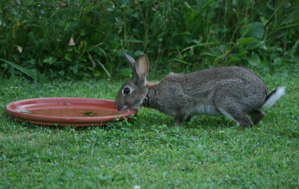 DO RABBITS NEED WATER? – Celia Haddon