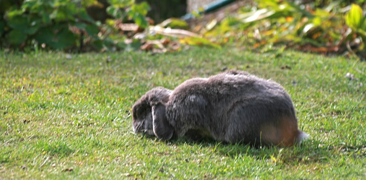 How Can I Make Sure My Outdoor Rabbit Is Safe From