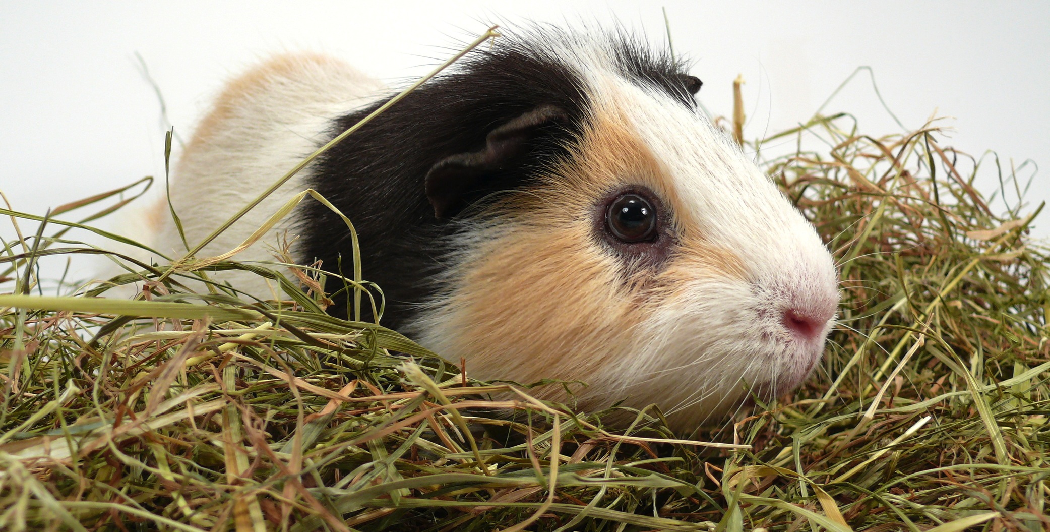 what should i feed my guinea pig